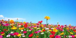 Colorful flowers in a bright landscape representing growth and ideas.